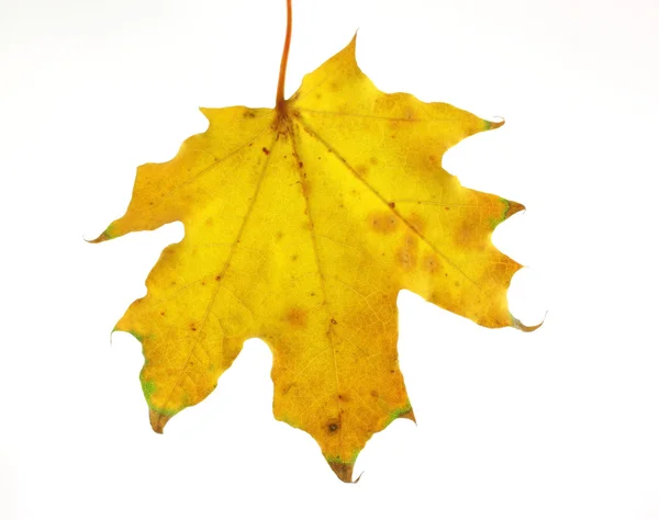 Осенний кленовый лист — стоковое фото