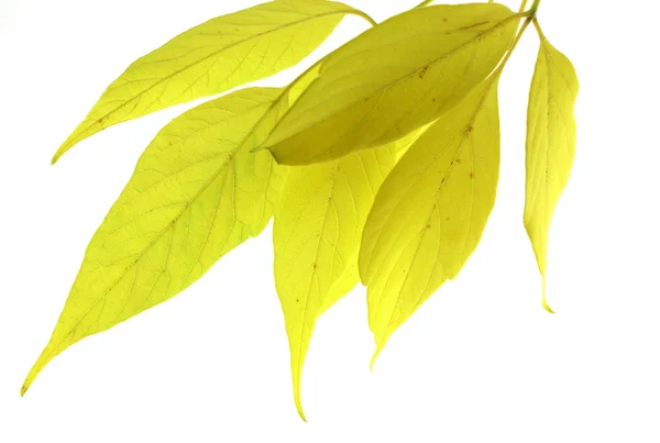Ramoscello con foglie autunnali — Foto Stock