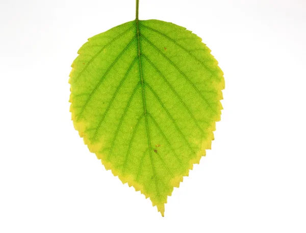 자작나무가 잎 — 스톡 사진