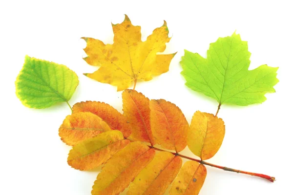Folhas de outono de cor de vidoeiro, rowan e bordo — Fotografia de Stock