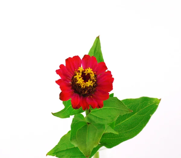 Красный цветок (Helenium autumnale ) — стоковое фото