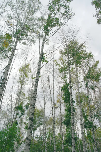 Stock image Birches on the overcast sky