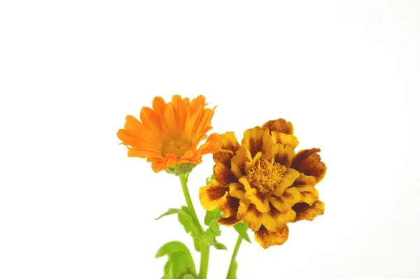 Λουλούδια αγριολούλουδα — Φωτογραφία Αρχείου