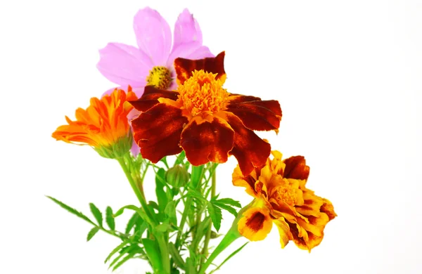 Szép virág vadvirágok — Stock Fotó
