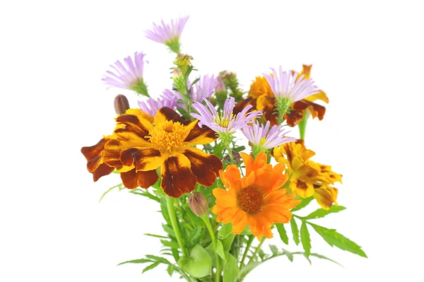 Blühen wilde Blumen — Stockfoto