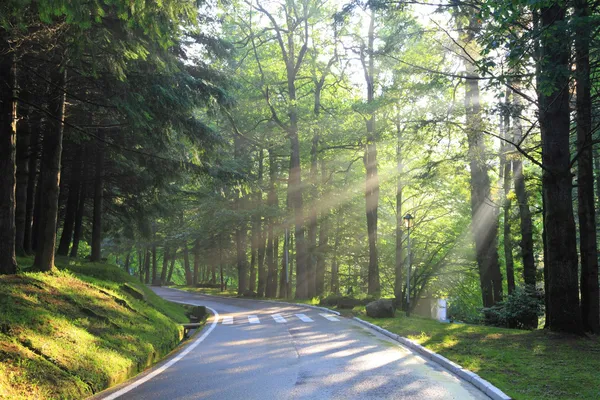 Estrada florestal no início da manhã — Fotografia de Stock