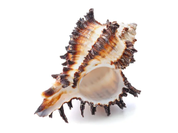 The Shell — Stock Photo, Image
