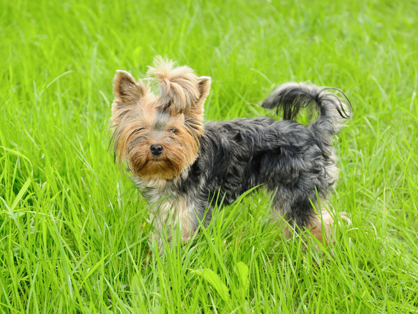 Йоркширский терьер
