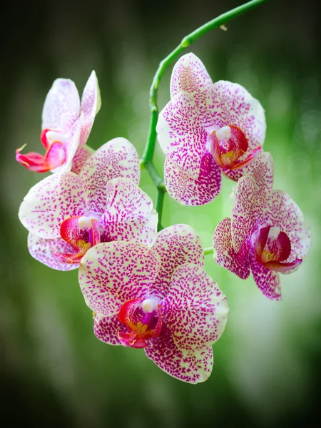 Červený orchidej — Stock fotografie