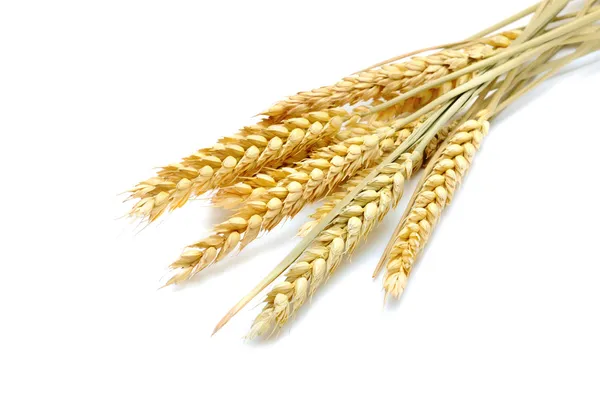 El trigo — Foto de Stock
