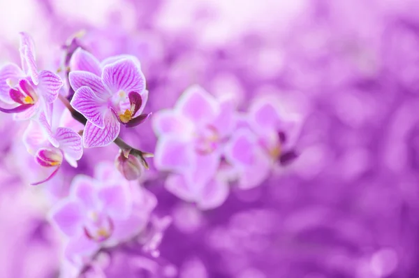 Kırmızı orkide — Stok fotoğraf