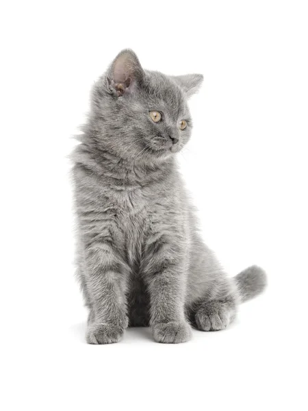 Szkocki kotek — Zdjęcie stockowe