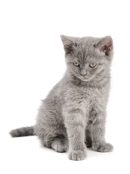 Szkocki kotek — Zdjęcie stockowe