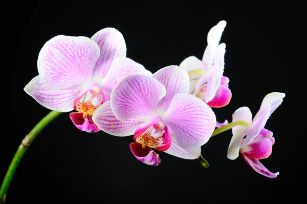Orchidée rouge — Photo