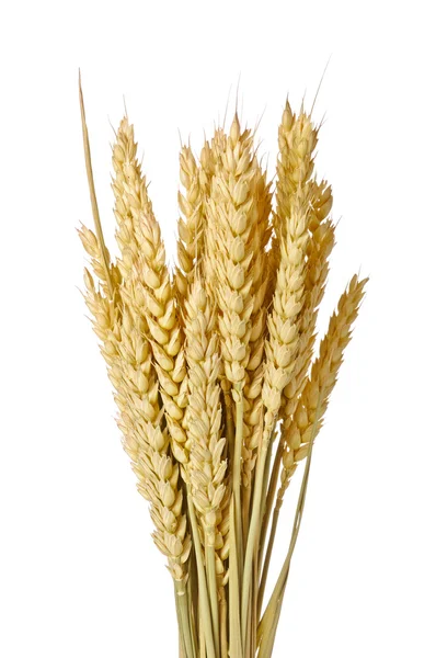 El trigo —  Fotos de Stock