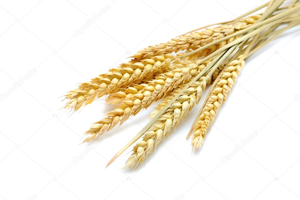 The wheat