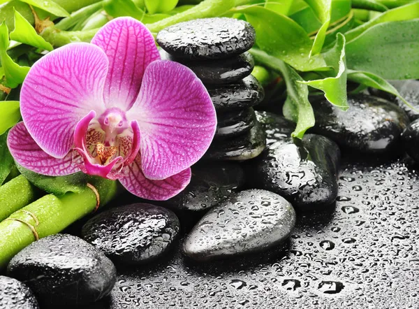 Růžová orchidej Stock Obrázky