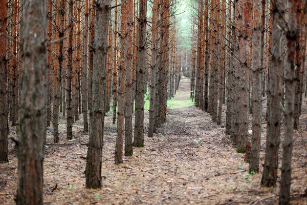 Stock image Pine forest