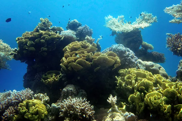 Κοραλλιογενή ύφαλο υποβρύχια δέκα μέτρα — Φωτογραφία Αρχείου