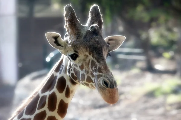 Giraffe in zoo under sunlight — Stock Photo, Image