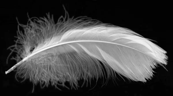 White feather op zwart — Stockfoto