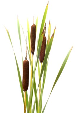 Reed mace. clipart