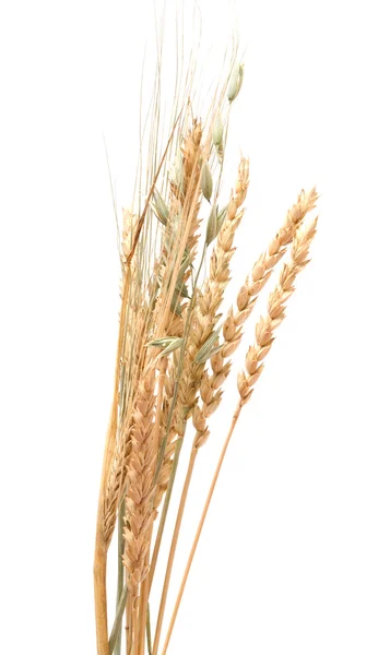 Getreide. — Stockfoto