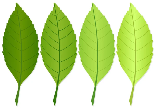 緑の葉 — ストックベクタ