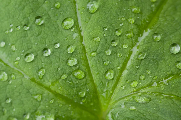 Stock image Water drops