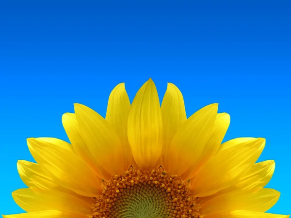 Half sunflower — Stock Photo, Image