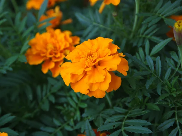Oranje goudsbloemen — Stockfoto