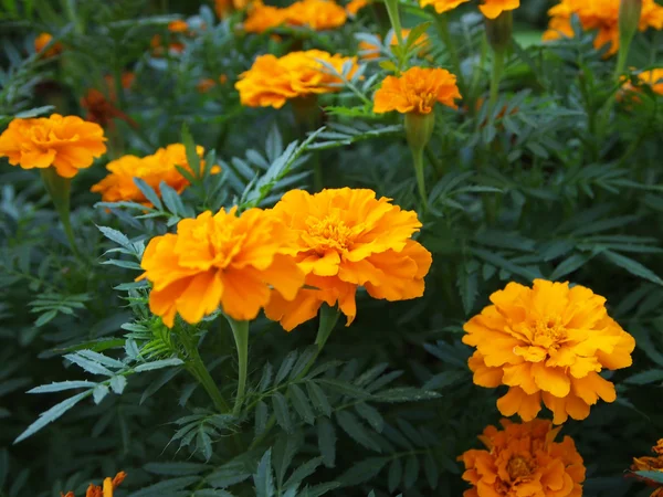 Orangene Ringelblumen — Stockfoto