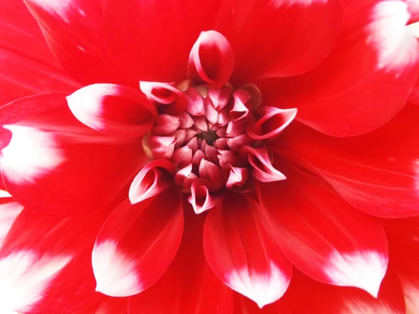 Pembe yıldız çiçeği izole — Stok fotoğraf