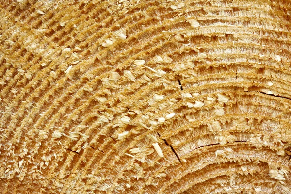 Texture of Old Wood — Stock Photo, Image