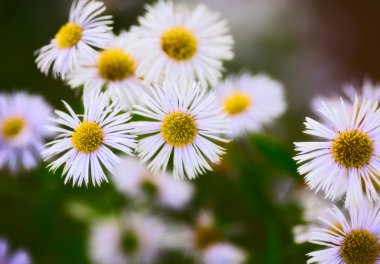 Erigeron Alpinus clipart