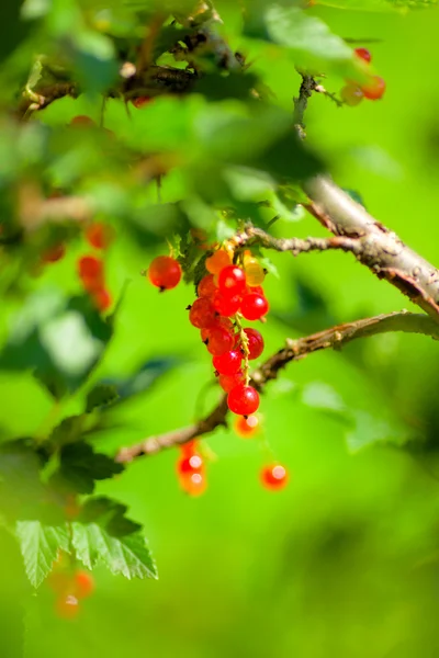 stock image Redcurrant Bunch