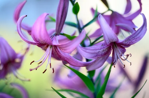 Purple Lilies — Stock Photo, Image