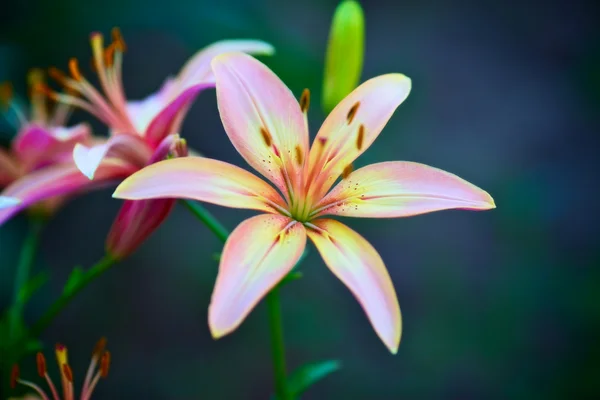 Pink Lilies — Stock Photo, Image