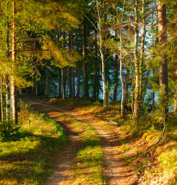 Sonnenschein im Wald — Stockfoto