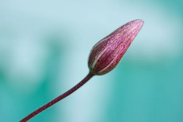 Violet Flower Bud — Stock Photo, Image