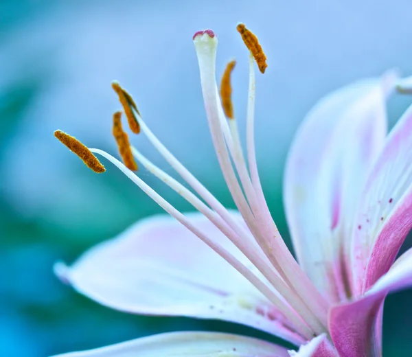 Lily Stamen Macro — Stock Photo, Image