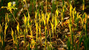 Forest Lilies