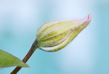 Green Flower Bud