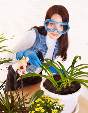 Woman looking after houseplant clipart