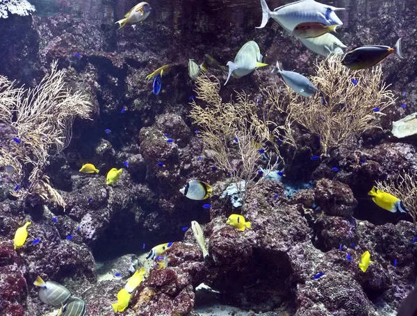 Grupo de peces de coral agua . — Foto de Stock