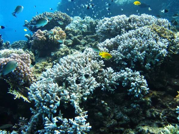Gruppo di coralli in acqua blu . — Foto Stock