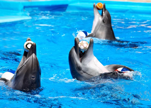 Delfín en agua azul . —  Fotos de Stock