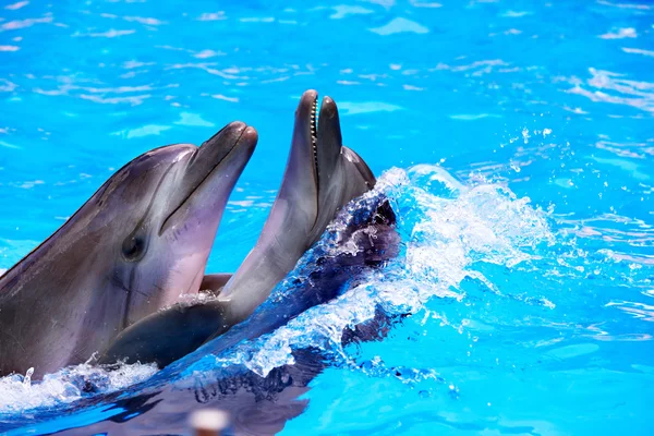 几个蓝色的水中的海豚. — 图库照片