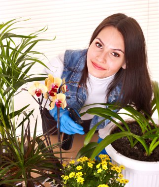 Woman looking after houseplant clipart