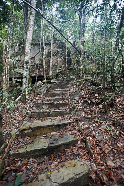 Yeşil ormanda iletken adımları. — Stok fotoğraf